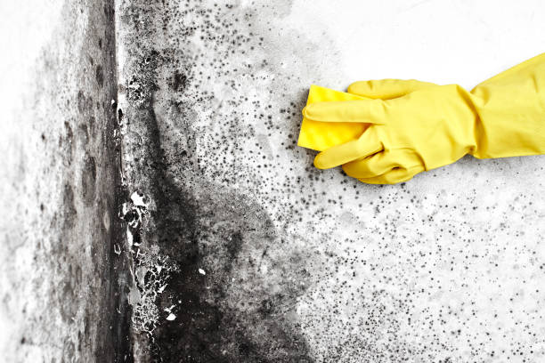 Environmental Consulting for Mold Prevention in Alum Creek, WV