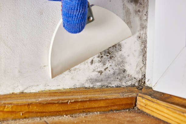 Best HVAC Mold Inspection and Cleaning  in Alum Creek, WV